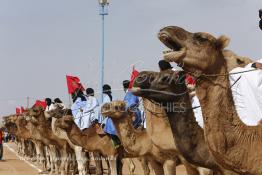 Image du Maroc Professionnelle de  Des hommes du désert s’apprêtent à une course de chameaux organisé dans un site désertique sur lequel la ville de Tan Tan a toujours accueilli la majorité des tribus et des grandes familles nomades du désert lors d'un grand Moussem, Samedi 7 Septembre 2013. Le festival parrainé par l'UNESCO rassemble des milliers de nomades du Maroc. (Photo / Abdeljalil Bounhar) 